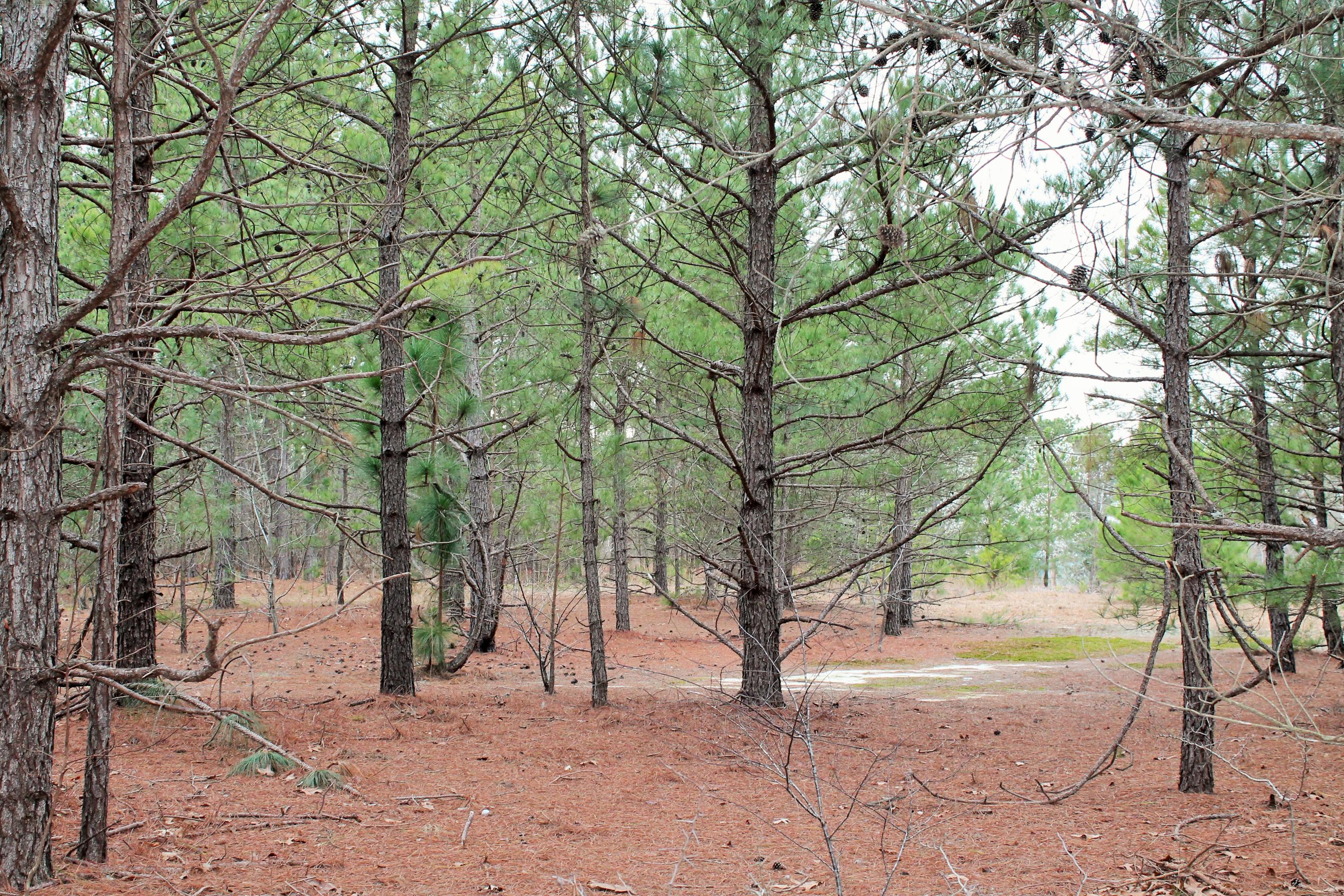 246 Split Rail Road Whispering Pines, NC 28327 - Photo 3 of 5 IMG_0368 (2)