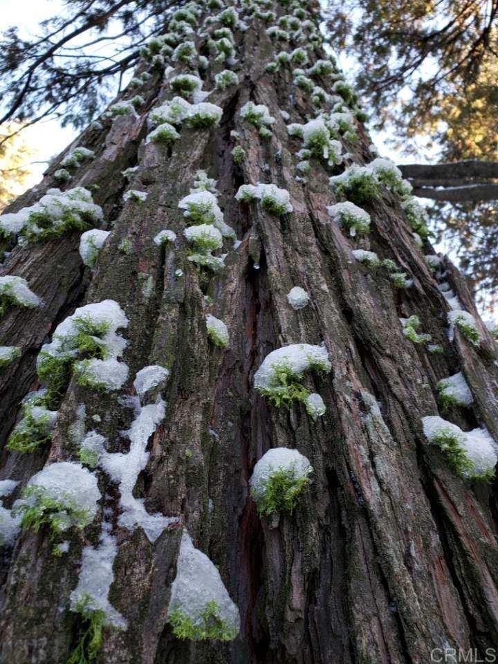 22194 Crestline Road Palomar Mountain, CA 92060 - Photo 65 of 75 a view of a tree