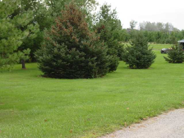 455 West Wellman Line Road Melvin, MI 48454 - Photo 16 of 20 This is a view of the front side yard.