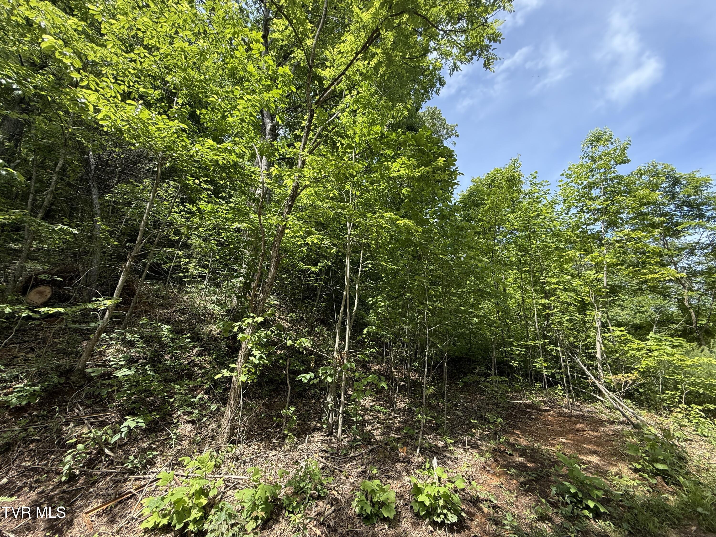 Tbd Tbd Rattlesnake Ridge, Unit 19 & 31 Mountain City, TN 37683 - Photo 3 of 6 rattlesnake ridge 7