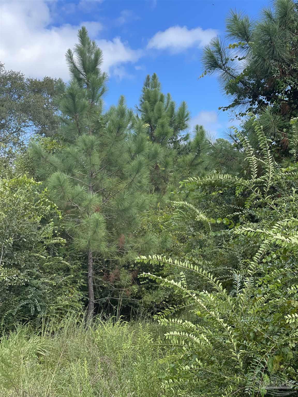 5700-block Pine Forest Road Walnut Hill, FL 32568 - Photo 11 of 44 a view of a lush green forest