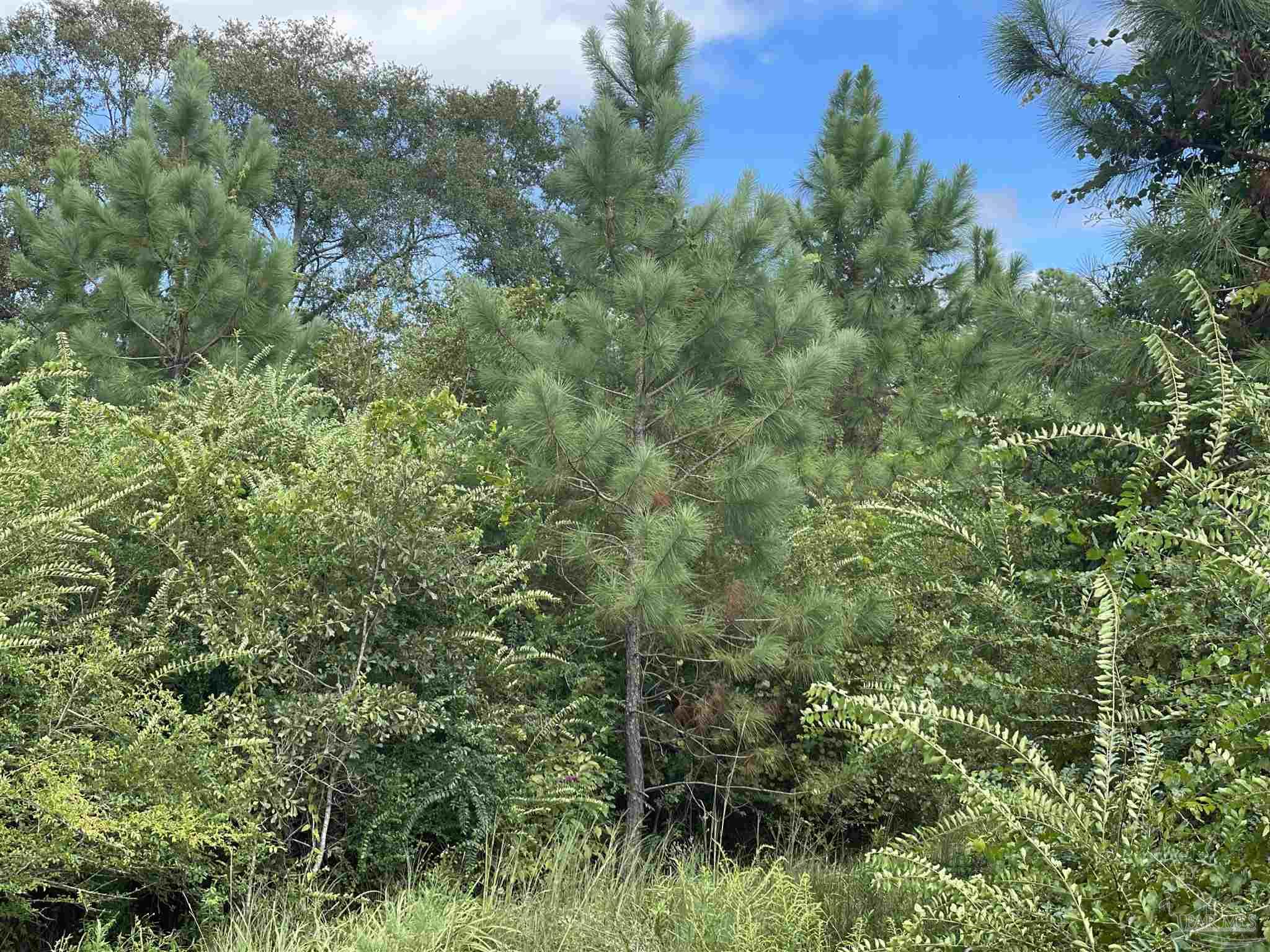 5700-block Pine Forest Road Walnut Hill, FL 32568 - Photo 12 of 44 an aerial view of residential house with outdoor space and trees all around