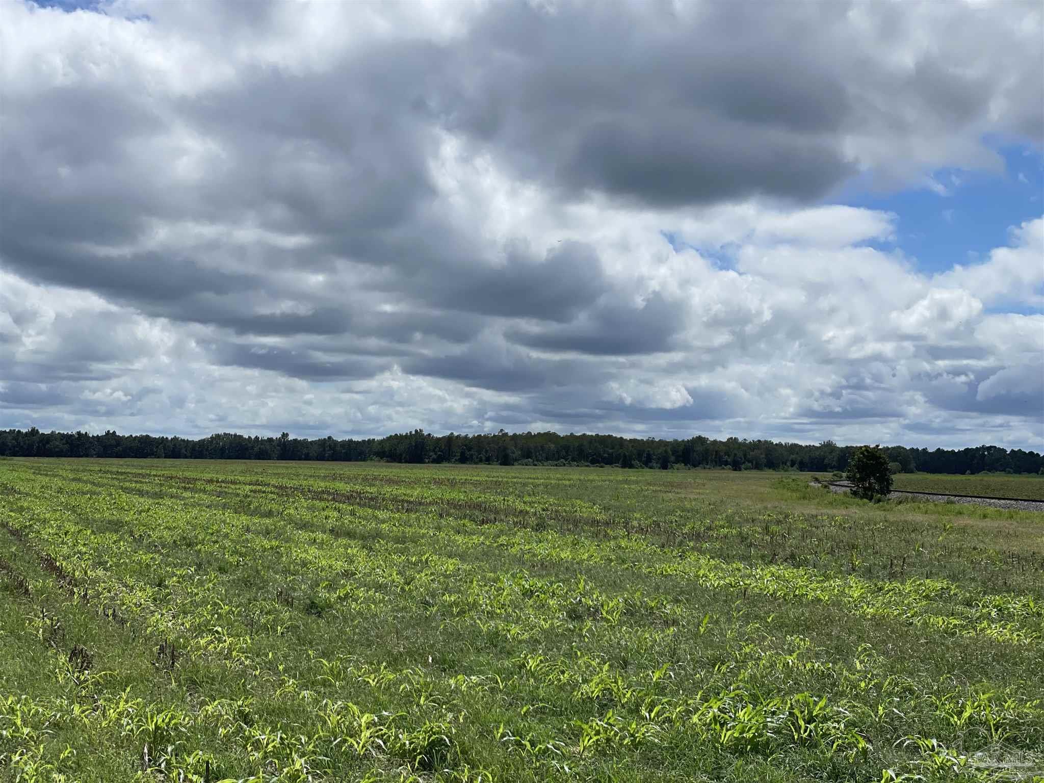 5700-block Pine Forest Road Walnut Hill, FL 32568 - Photo 17 of 44 a view of a big yard of a house with a yard