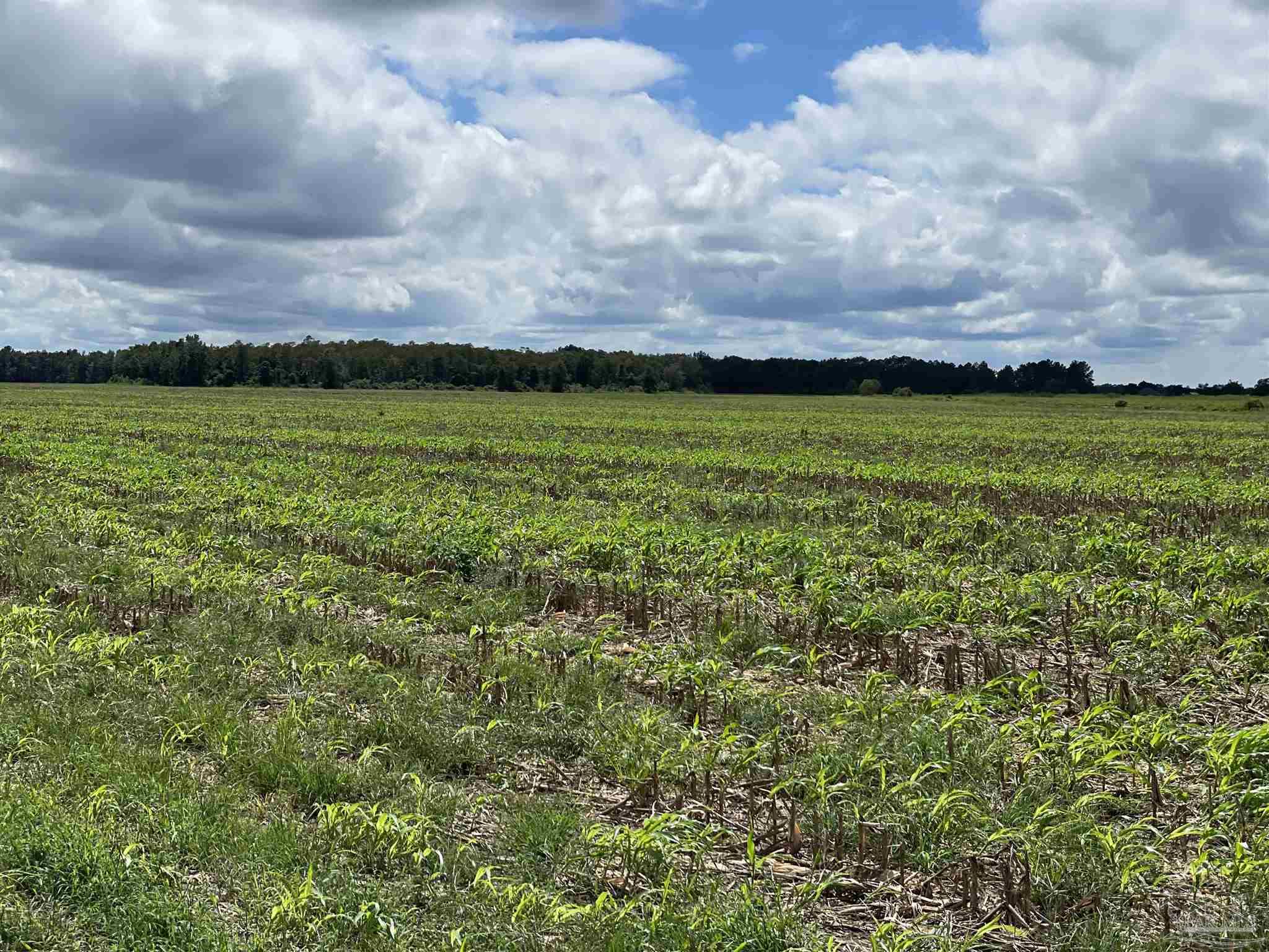 5700-block Pine Forest Road Walnut Hill, FL 32568 - Photo 2 of 44