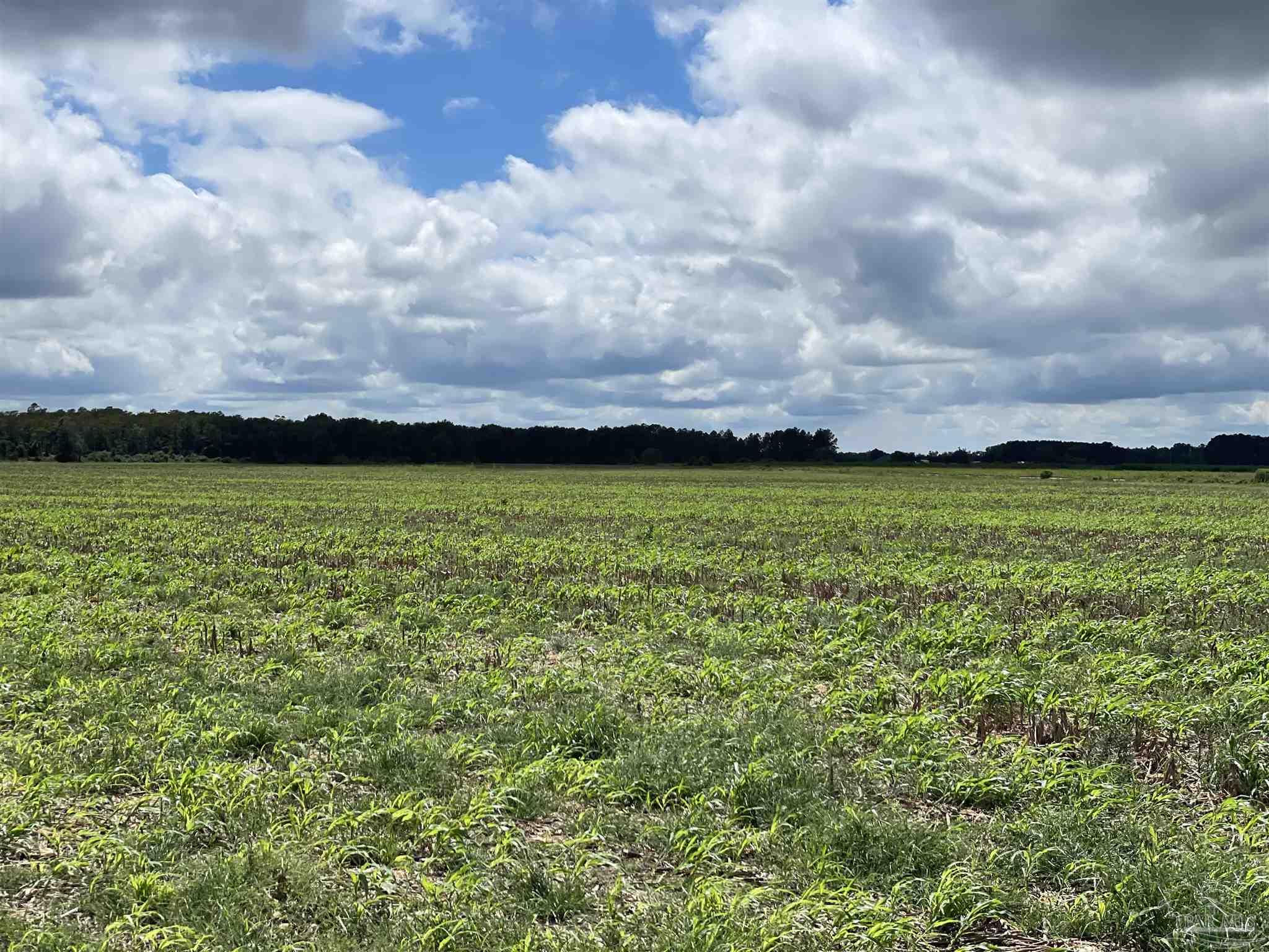 5700-block Pine Forest Road Walnut Hill, FL 32568 - Photo 22 of 44 a view of a lake