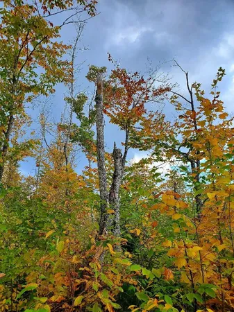 $89,950 | 91 Greenleaf Brook Road, Amity, ME 04471