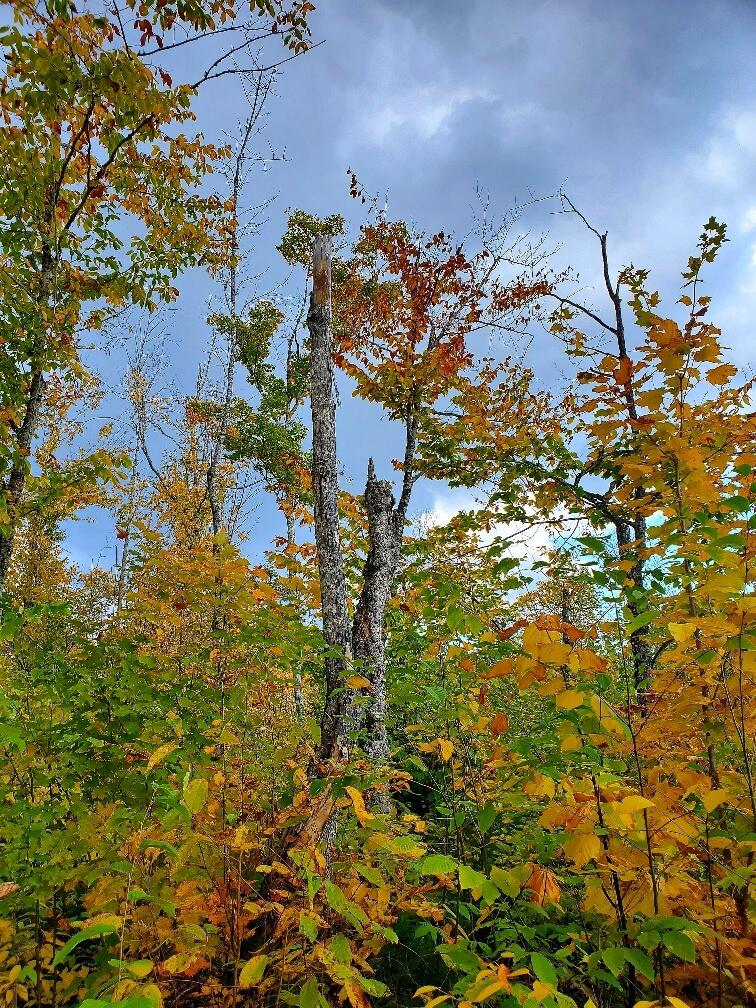 91 Greenleaf Brook Road Amity, ME 04471 - Photo 56 of 64 20250928_153031_resized