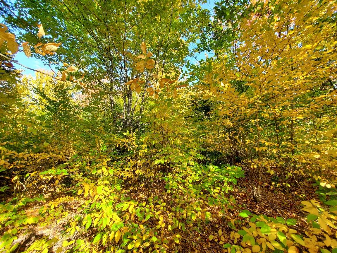 91 Greenleaf Brook Road Amity, ME 04471 - Photo 61 of 64 20250928_155353_resized