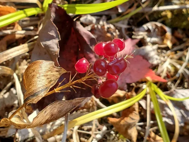 $97,800 | 91 Greenleaf Brook Road, Amity, ME 04471