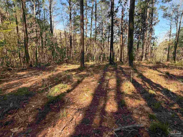 a view of a yard with large trees