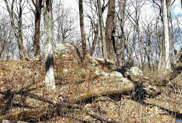 a view of a large tree