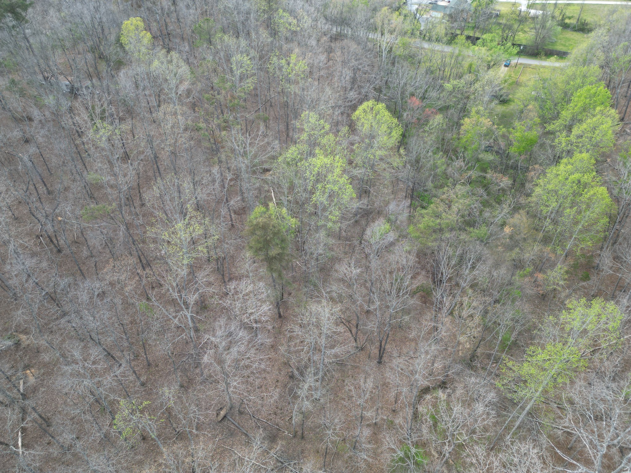 417 Trace Creek Road Hohenwald, TN 38462 - Photo 25 of 34 a close up of a plant with a yard
