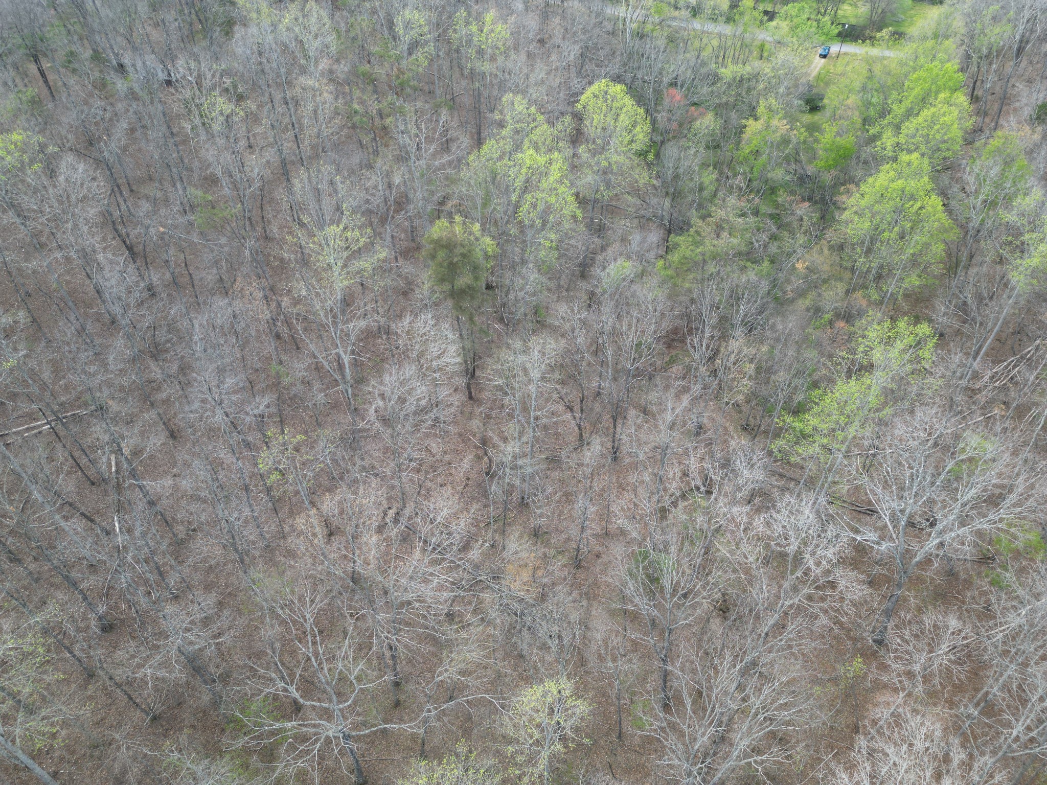 417 Trace Creek Road Hohenwald, TN 38462 - Photo 26 of 34 a close up of a plant in a field