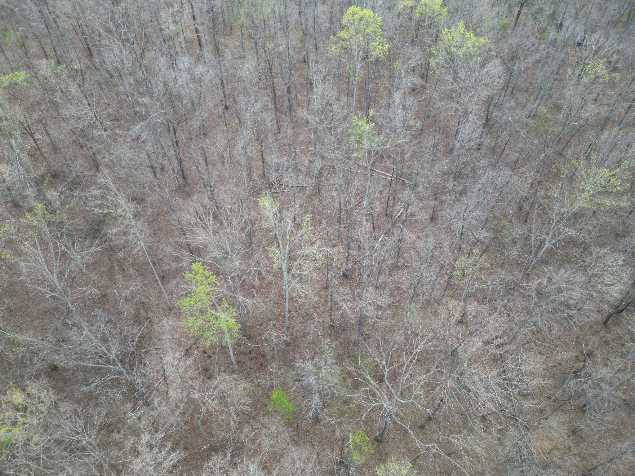 417 Trace Creek Road Hohenwald, TN 38462 - Photo 27 of 34 a close up of a plant in a garden