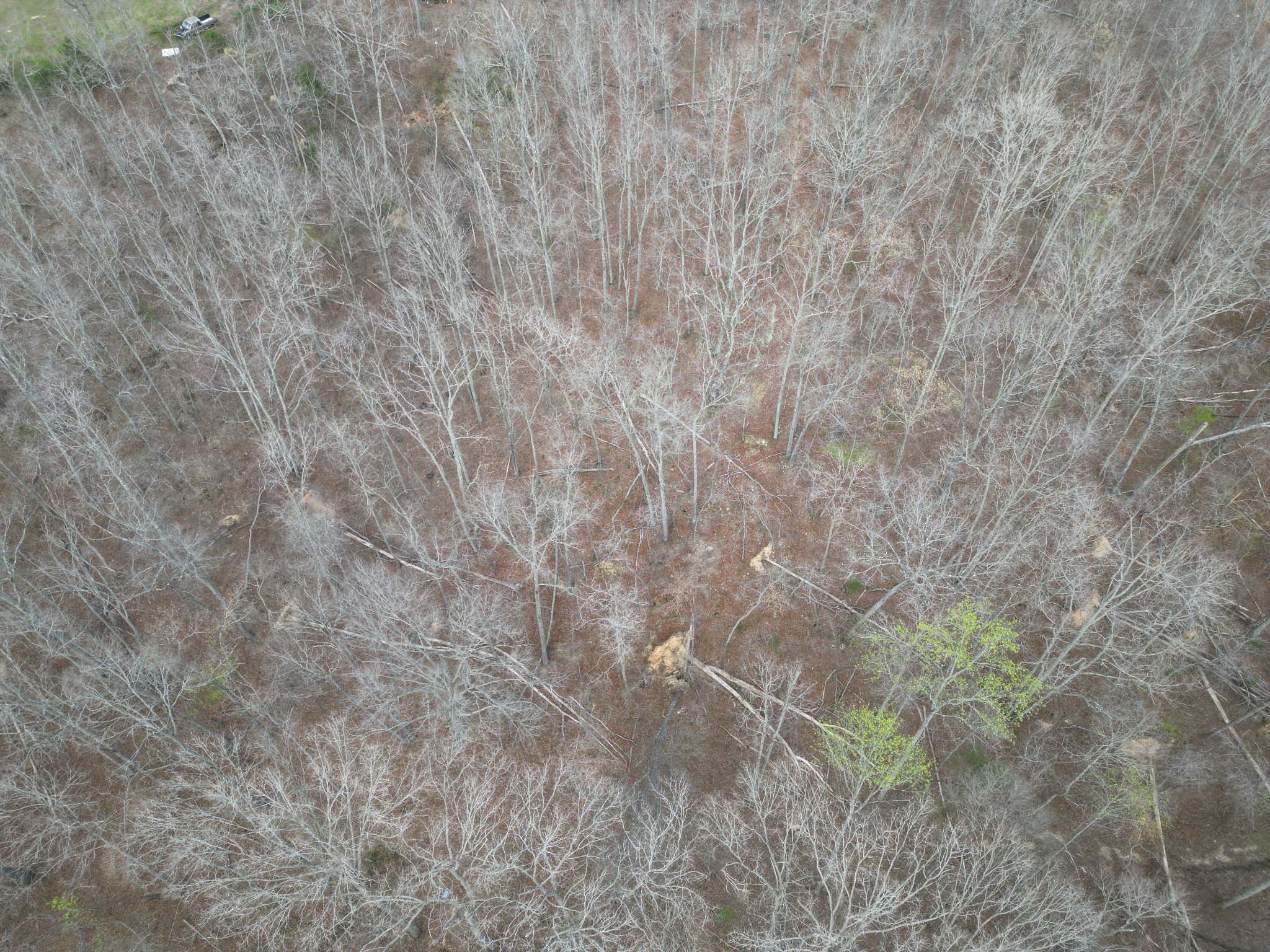 417 Trace Creek Road Hohenwald, TN 38462 - Photo 28 of 34 a close up of a plant in a field