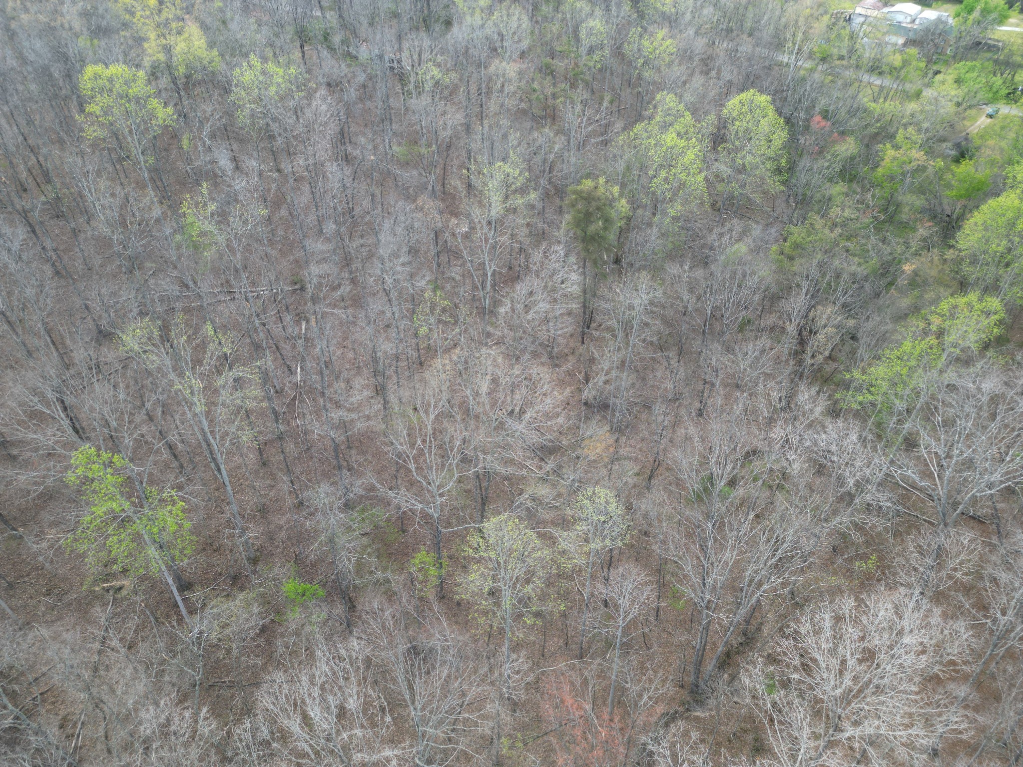 417 Trace Creek Road Hohenwald, TN 38462 - Photo 29 of 34 a close up of a plants