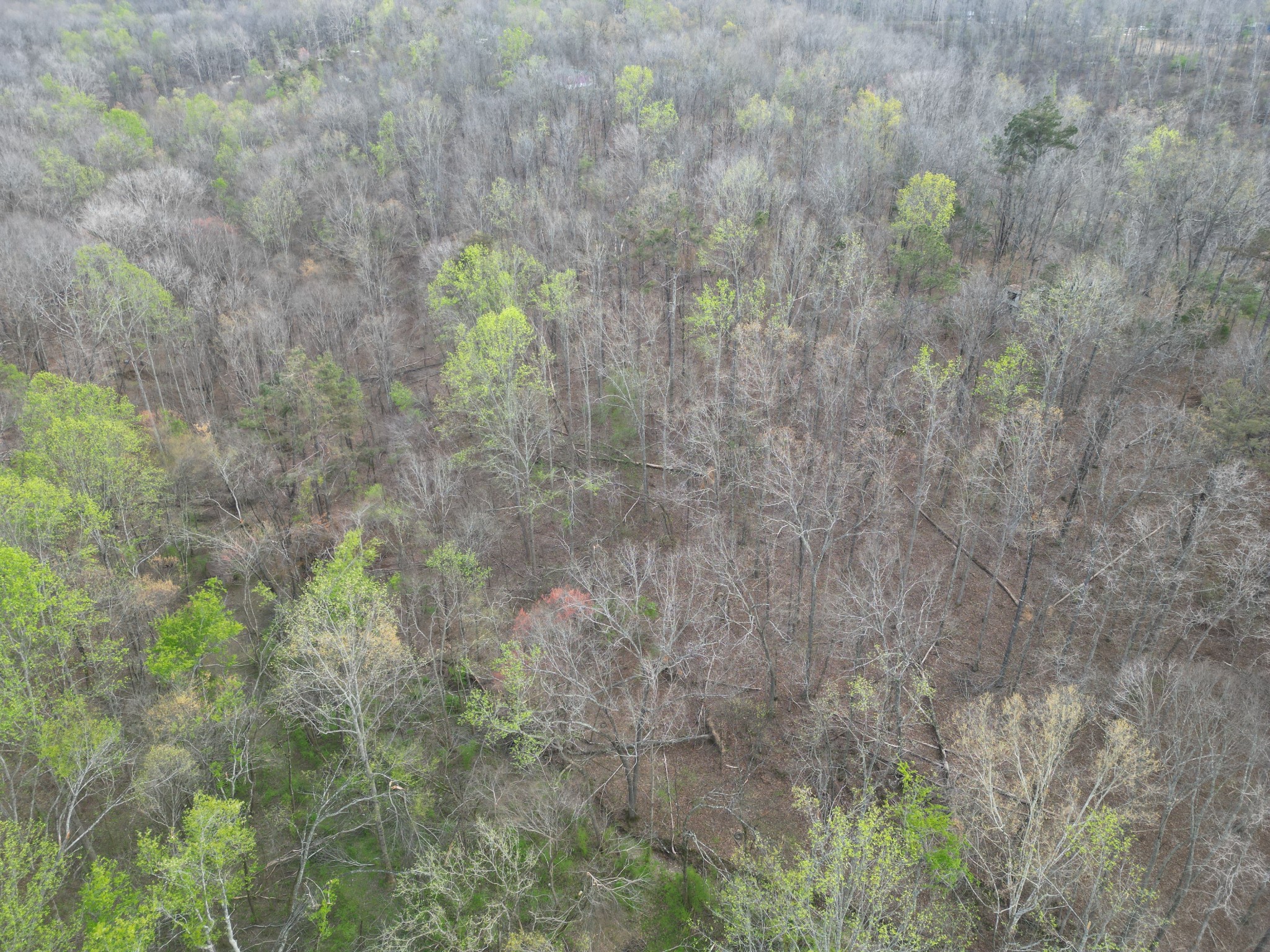 417 Trace Creek Road Hohenwald, TN 38462 - Photo 31 of 34 a close up of a plant in a garden