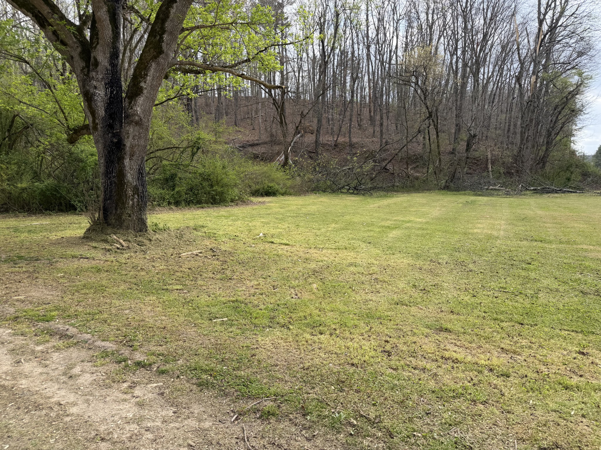 417 Trace Creek Road Hohenwald, TN 38462 - Photo 7 of 34 a view of a yard with a tree
