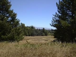 1251 Cunningham Road Sebastopol, CA 95472 - Photo 1 of 8 a view of a field with trees in background