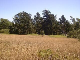 1251 Cunningham Road Sebastopol, CA 95472 - Photo 2 of 8 a view of empty field with large trees