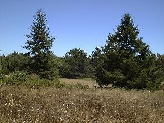 1251 Cunningham Road Sebastopol, CA 95472 - Photo 3 of 8 a view of a forest with trees in the background