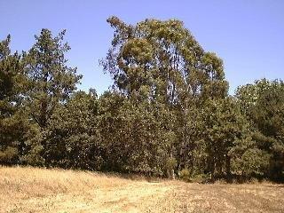 1251 Cunningham Road Sebastopol, CA 95472 - Photo 5 of 8 a view of a large tree