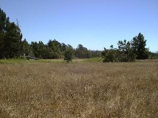 1251 Cunningham Road Sebastopol, CA 95472 - Photo 8 of 8 a view of a field with trees in background