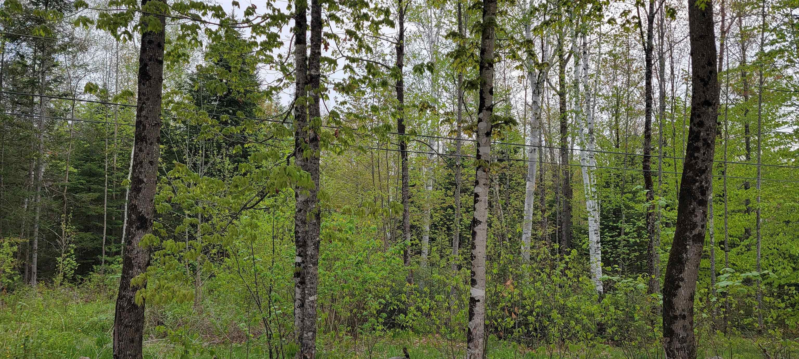 Lot 11 The Birches Road Sugar Hill, NH 03586 - Photo 12 of 20 Gallery Image 12