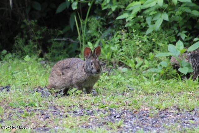 3640 Joe Ashton Road St. Augustine, FL 32092 - Photo 59 of 66 Rabbit