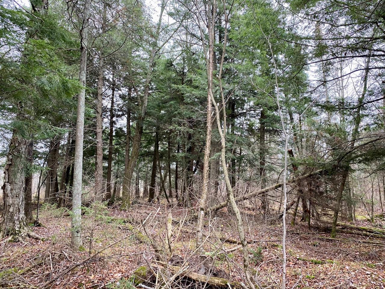 On Bergland Road Ogema, WI 54459 - Photo 6 of 12 Gallery Image 6