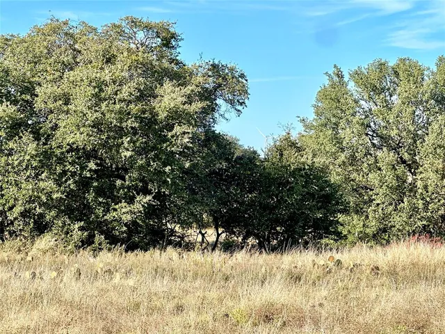 a view of a large tree