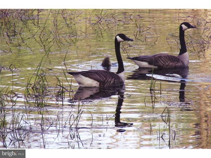1835 Halltown Road Hartly, DE 19953 - Photo 21 of 25 Lake / Pond