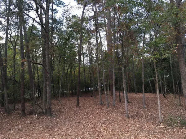 a view of an trees in the forest