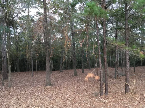 a view of a forest with trees in the background