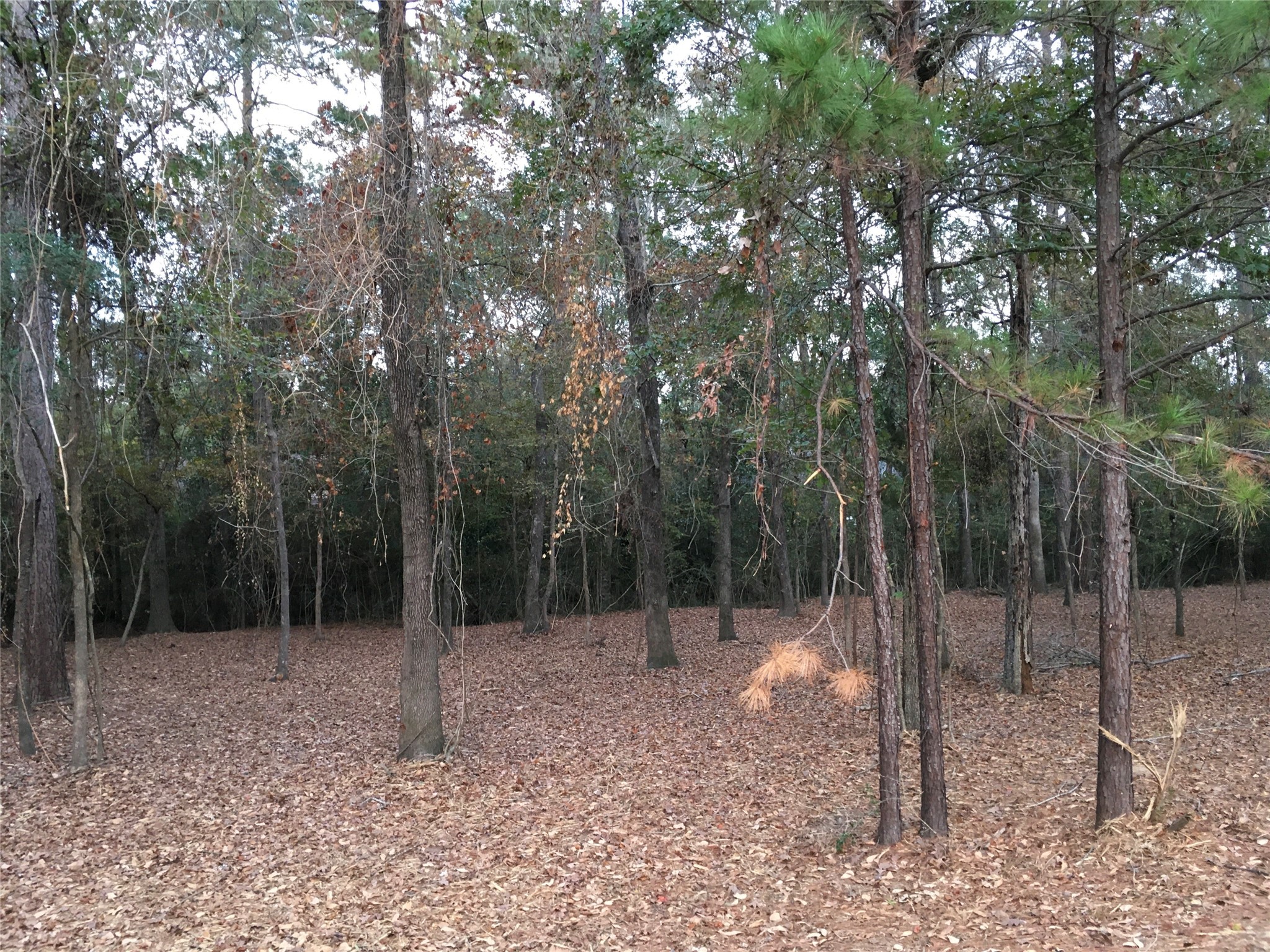 1930 Autumn Ridge Drive Conroe, TX 77304 - Photo 5 of 17 a view of a forest with trees in the background