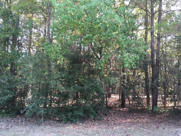 a view of a forest with trees in the background