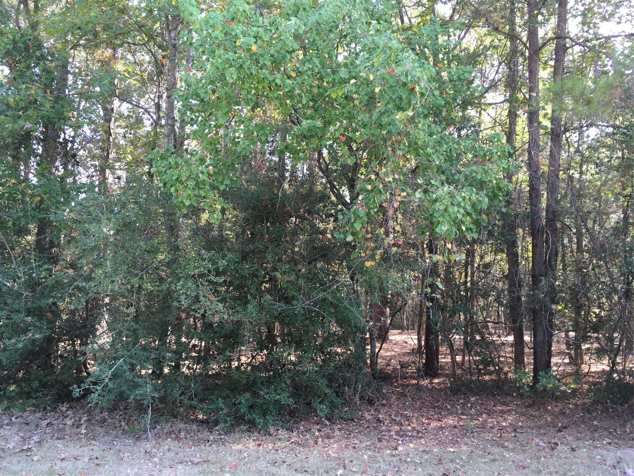 1930 Autumn Ridge Drive Conroe, TX 77304 - Photo 8 of 17 a view of a forest with trees in the background