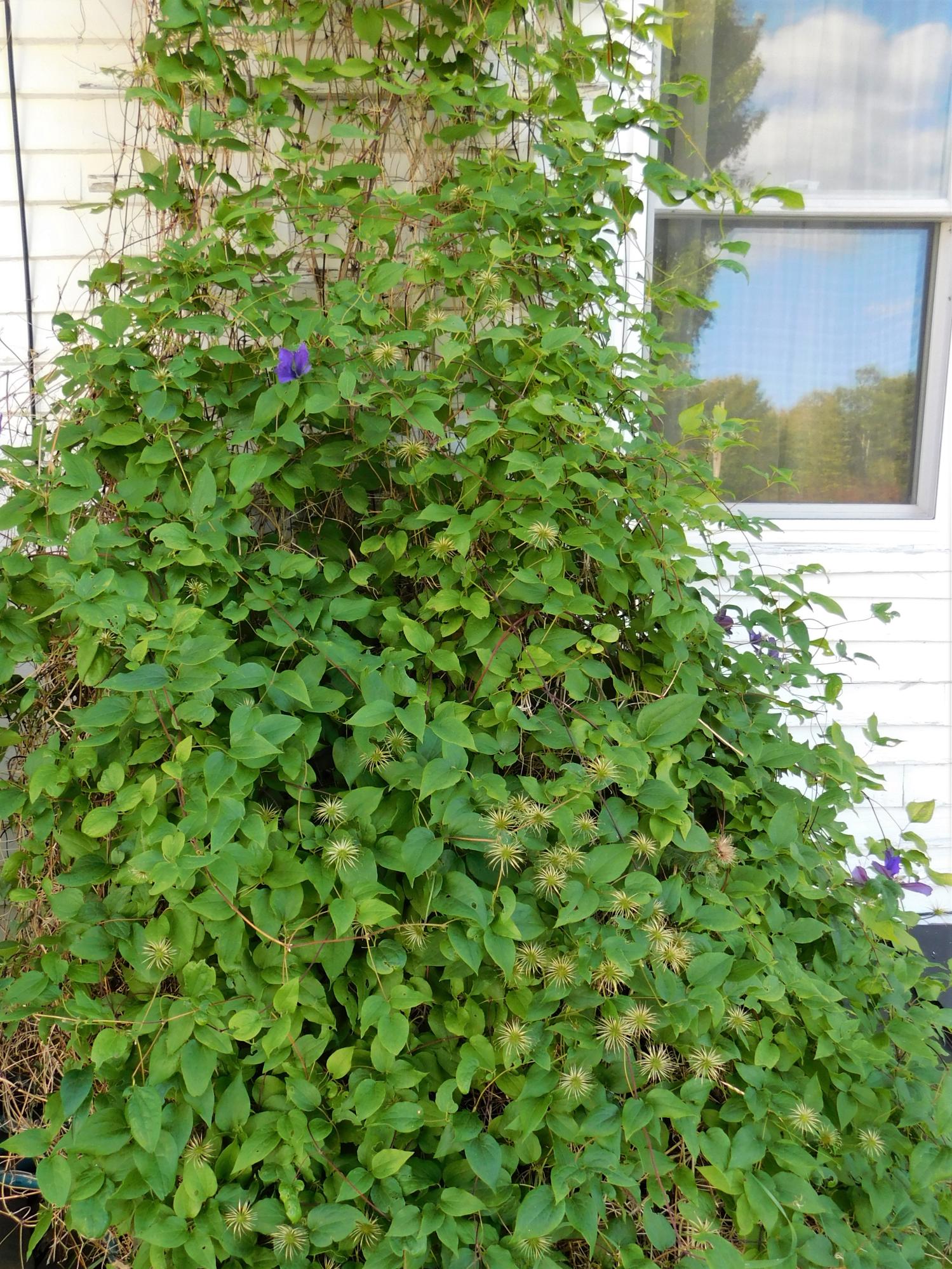 1095 Silvers Mills Road Sangerville, ME 04479 - Photo 61 of 64 DSCN1637