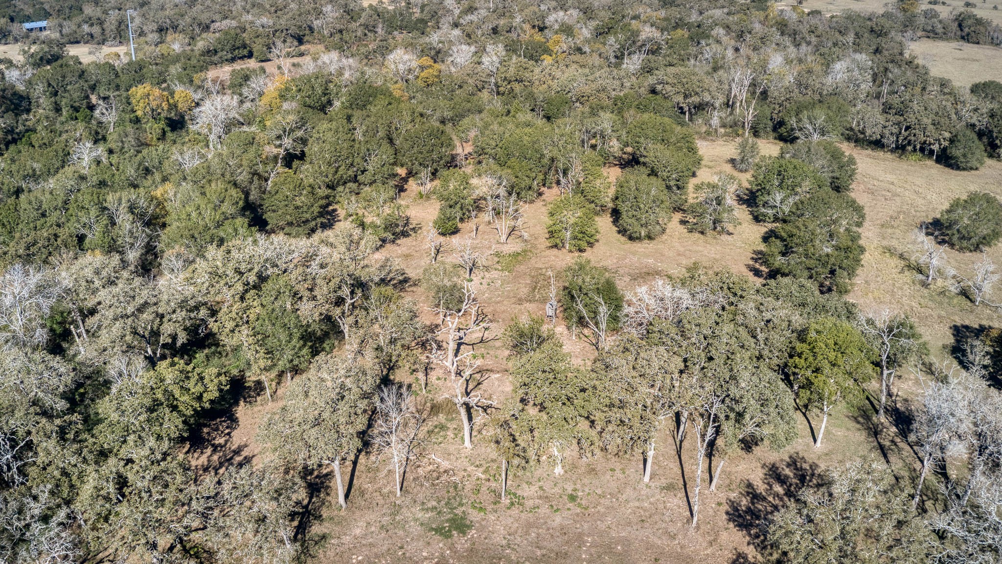 40934 Thomas Lane Hempstead, TX 77445 - Photo 43 of 50 Wooded, open & scattered trees.