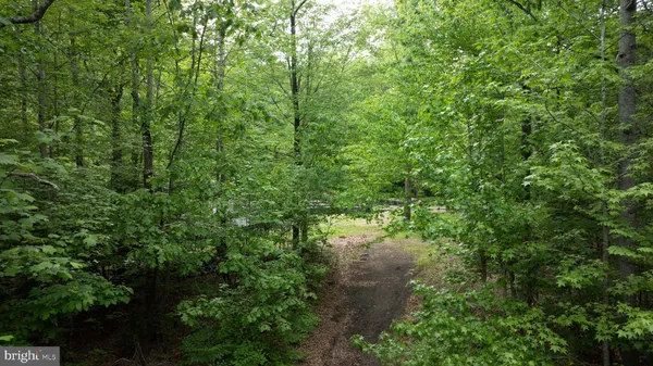 a view of a forest with a street