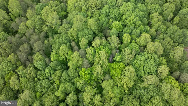 a view of a lush green forest