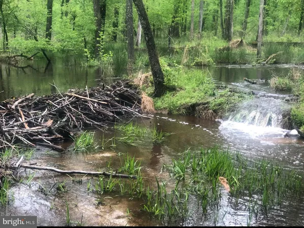 a view of a lake in between two tall trees