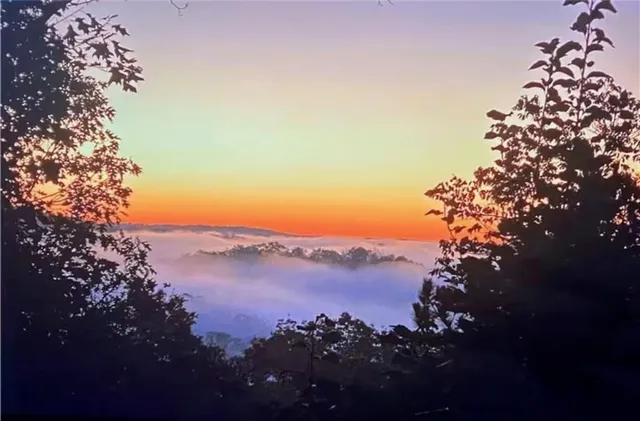 a view of a yard with trees