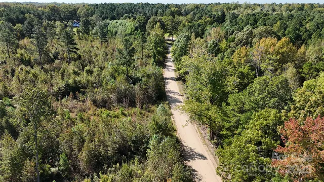 a view of a forest with a tree