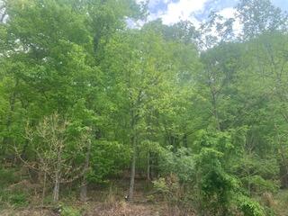 2540 Blue Ridge Springs Road Blue Ridge, VA 24064 - Photo 33 of 49 Back yard