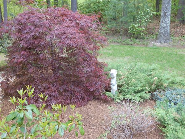 30 Sedgemeadow Road Wayland, MA 01778 - Photo 25 of 30 a view of a yard with a tree