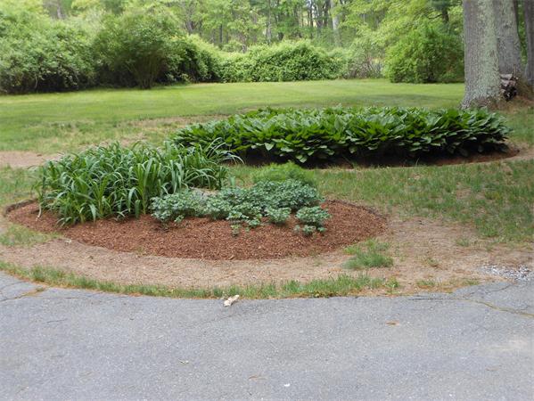 30 Sedgemeadow Road Wayland, MA 01778 - Photo 26 of 30 a view of a garden with a building in the background