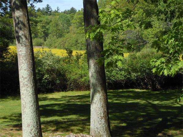 30 Sedgemeadow Road Wayland, MA 01778 - Photo 29 of 30 a view of a trees in a yard