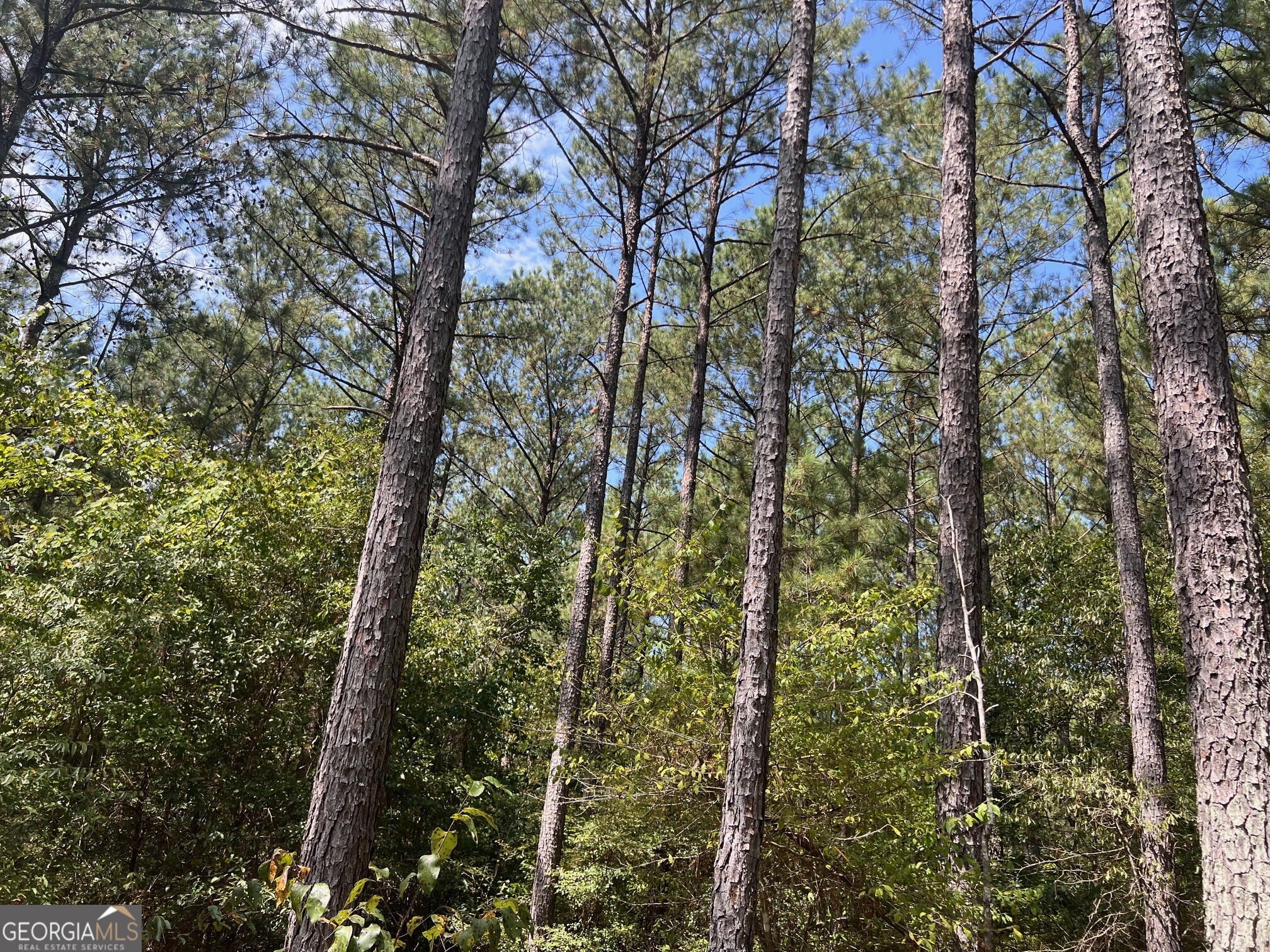 0 Charles Reeves Road Roberta, GA 31078 - Photo 4 of 6