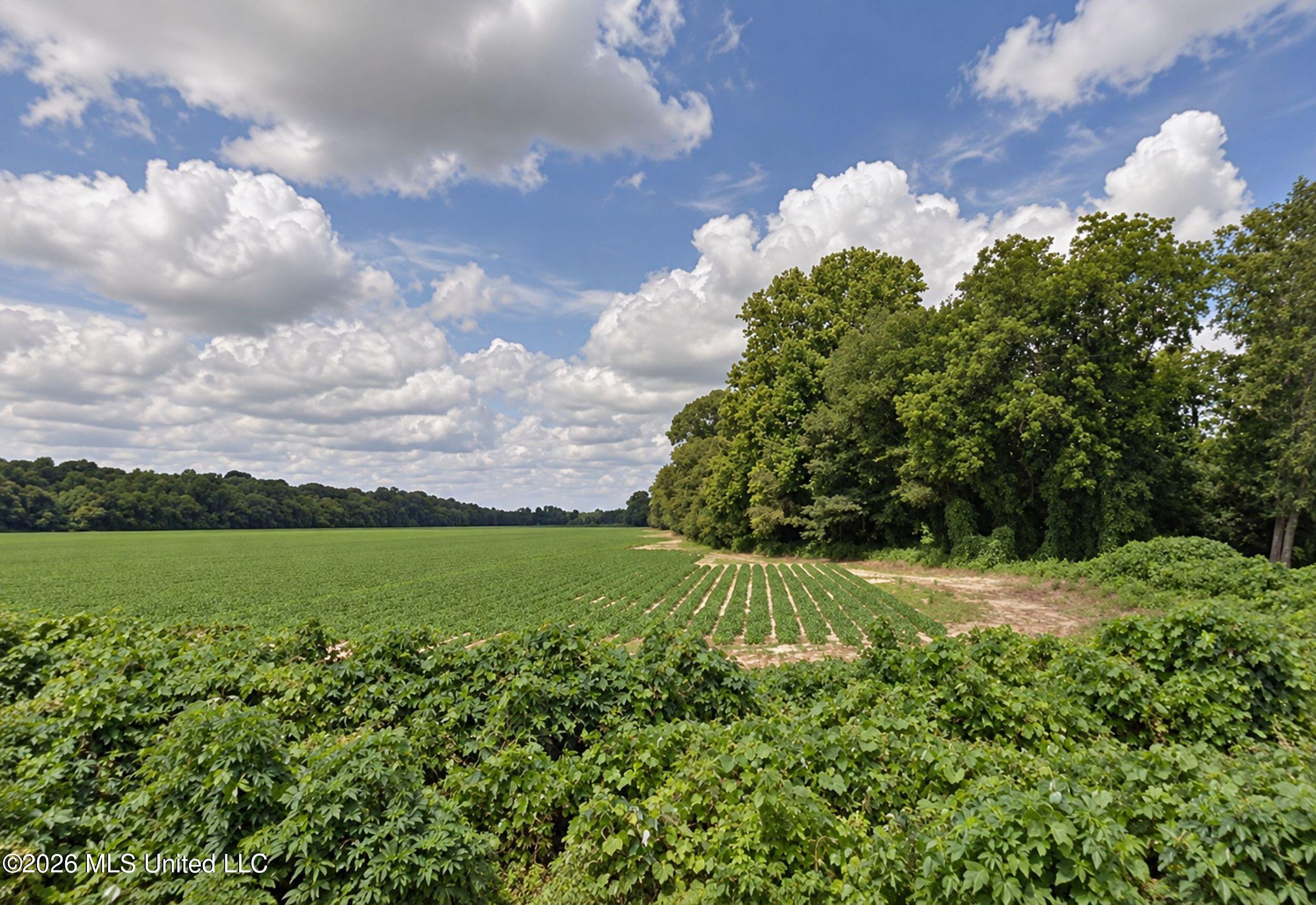 48-ac Old Panola Road Sardis, MS 38666 - Photo 12 of 30 3trtrwest20